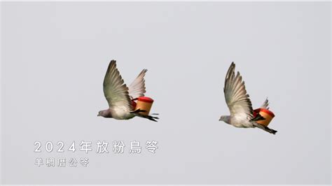 放鳥語譯|放粉鳥